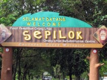 Sepilok – khu bảo tồn tinh tinh đầu tiên trên thế giới