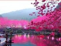 Những sức hút kỳ diệu làm du khách muốn trở lại Nhật Bản