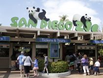 Thiên nhiên hoang dã trong lòng thành phố San Diego