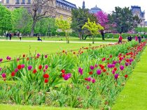 Lạc bước đến “cõi tiên” tại vườn Tuileries ở Paris