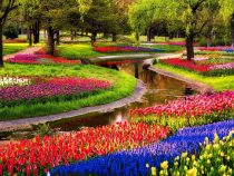Đến Amsterdam đừng quên check in vương quốc hoa Keukenhof