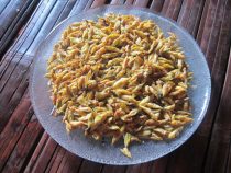 Đến Đắklăk ăn đặc sản người ê-đê – nhộng “sâu muồng”
