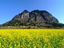Top những điểm đến không thể bỏ qua khi đi du lịch Hàn Quốc