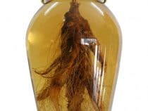 Cách chọn bình ngâm rượu đẹp và chất lượng