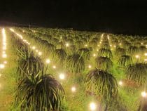 Lợi ích của đèn trong các lĩnh vực trong đời sống